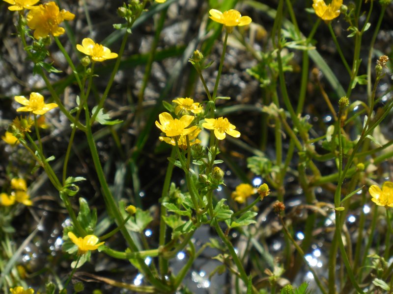 BOUTONS D'OR sous le soleil.  photo prise le long du canal le 10 mai 2024. REMI JAYAT
